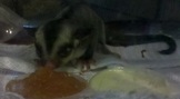 點選圖片可放大