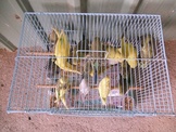 點選圖片可放大