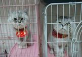 點選圖片可放大