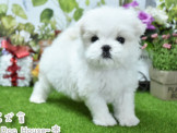 瑪爾濟斯：★短吻迷你瑪爾濟斯幼犬★附實照+影片