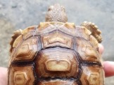 各尺寸蘇卡達象龜與其他私藏陸龜廉讓,合法店家有保障 各尺寸蘇卡達象龜與其他私藏陸龜廉讓,合法店家有保障