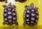 各尺寸蘇卡達象龜與黑靴陸龜一對廉讓,合法店家有保障 各尺寸蘇卡達象龜與黑靴陸龜一對廉讓,合法店家有保障