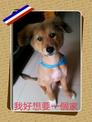 點選圖片可放大