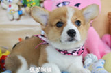 點選圖片可放大