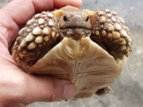 各尺寸蘇卡達象龜與其他私藏陸龜廉讓,合法店家有保障 各尺寸蘇卡達象龜與其他私藏陸龜廉讓,合法店家有保障
