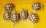 各尺寸蘇卡達象龜與其他私藏陸龜廉讓,合法店家有保障 各尺寸蘇卡達象龜與其他私藏陸龜廉讓,合法店家有保障