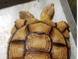各尺寸蘇卡達陸龜與販售保溫設備，合法店家有保障