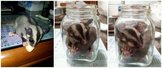 點選圖片可放大