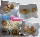 點選圖片可放大