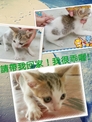 點選圖片可放大