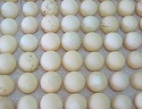 點選圖片可放大