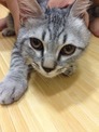 點選圖片可放大