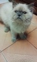 點選圖片可放大