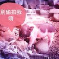 點選圖片可放大