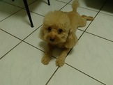 點選圖片可放大