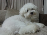 點選圖片可放大