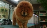 點選圖片可放大