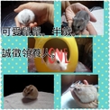 點選圖片可放大