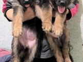 德國狼犬-狼灰色-純黑色幼犬出售 !彰化縣寵登G1070073-00號