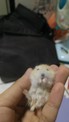 點選圖片可放大
