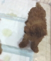 點選圖片可放大