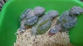 點選圖片可放大