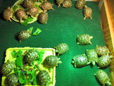 點選圖片可放大