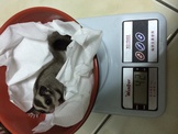 點選圖片可放大