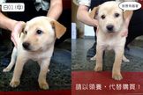 點選圖片可放大