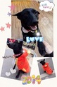 點選圖片可放大