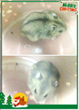 點選圖片可放大
