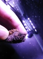 點選圖片可放大