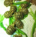 點選圖片可放大