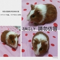 點選圖片可放大