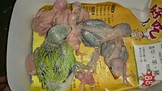 點選圖片可放大
