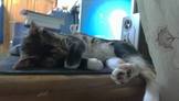 點選圖片可放大