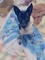 點選圖片可放大