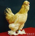 點選圖片可放大