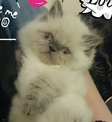 點選圖片可放大