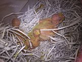 點選圖片可放大