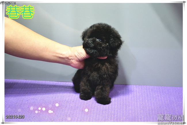 小茶杯 毛量飽滿 黑貴賓公母幼幼 貴賓寶寶 賣黑貴賓 寵寵微積手機版