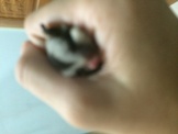 點選圖片可放大