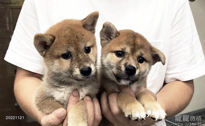 快樂狗幼犬生活館 各色三色柴犬 黑柴白柴赤柴幼犬出售公母都有 原價起賽級柴犬 優惠中 Cute Shiba Baby For Sale 賣柴犬 寵寵微積手機版