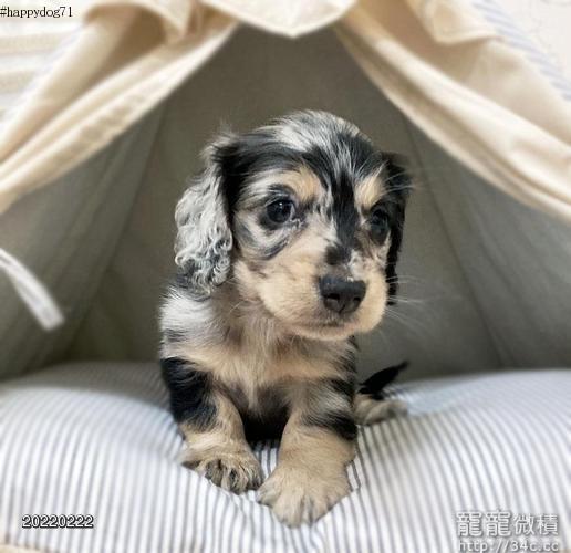 快樂狗幼犬生活館 超稀有巧克力大理石長毛臘腸寶寶幼犬出售 Long Haired Dachshund Baby For Sale 賣長毛臘腸犬 寵寵微積手機版