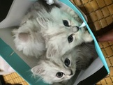 點選圖片可放大