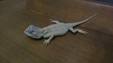 點選圖片可放大