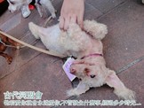 點選圖片可放大