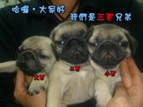 點選圖片可放大