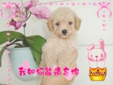 點選圖片可放大