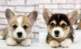 ◆快樂狗幼犬生活館◆精挑嚴選◆超短腿的可愛黃白雙色 黑四目三色柯基寶寶幼犬出售◆ Welsh Corgi for sale